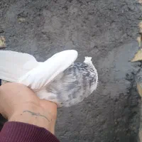 جفت طوقی|پرنده|لنجان, |دیوار