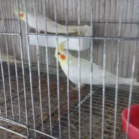 جوجه عروس هلندی دونخور یکجا و تکی|پرنده|آستارا, |دیوار