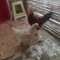 خروس|حیوانات مزرعه|تهران, طرشت|دیوار