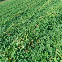 نهال توت فرنگی سابرینا 20/000/000 تومان|خدمات باغبانی و درختکاری|دلند, |دیوار