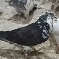 کفتر تهرانی|پرنده|کرج, حصارک پایین|دیوار