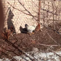 تعداد 16عددمرغ وخروس بفروش می رسد|حیوانات مزرعه|ورزقان, |دیوار