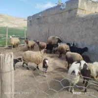 میش و بره جوان بره