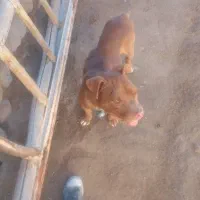 سگ توله هشت ماه