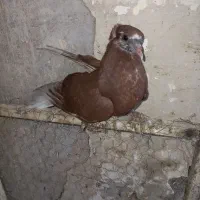 جوجه کفتر عالی|پرنده|ری, جوانمرد قصاب|دیوار