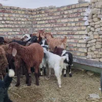 گوسفند خونی و زنده و گوشتی