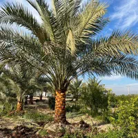 تحولی جدید در کیش|خدمات باغبانی و درختکاری|کیش, |دیوار