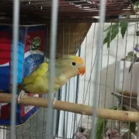 یک جفت کوتوله|پرنده|مشهد, مشکینی (شهرک غرب)|دیوار