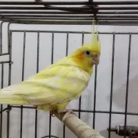 عروس هلندی سالم جفت|پرنده|کرج, کلاک بالا|دیوار
