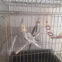 عروس هلندی
