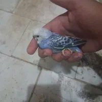 جوجه مرغ عشق|پرنده|قم, پردیسان|دیوار