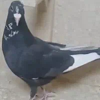 پلنگ باختی