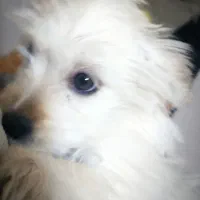 سگ شیتزو ۵ ماهه