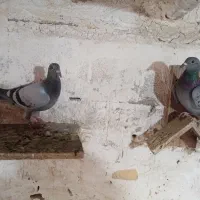 کبوتر جوجه پلاکی