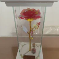 گل رز طلقی با باکس