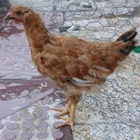مرغ و خروس