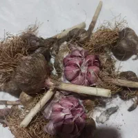 سیر
