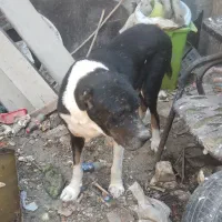 واگذاری سگ خراسانی|سگ|رباطکریم, رباطکریم|دیوار