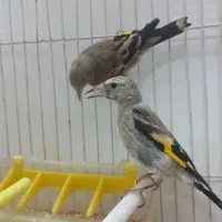 سهره سبیل زده نر گردن کلفت|پرنده|مشهد, هفت تیر (حافظ)|دیوار