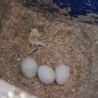 کوتوله برزیلی نر مست مست فیشر آماده جفتگیری|پرنده|اصفهان, سرچشمه|دیوار