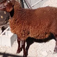 بره قوچی هترو|حیوانات مزرعه|کوهسرخ, |دیوار