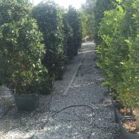 فروش درختچه پالم،یاس هلندی،سیکاس و..|خدمات باغبانی و درختکاری|تهران, شهرک غرب|دیوار