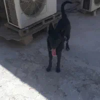 سگ نگهبانی ژرمن بلک کلاسیک