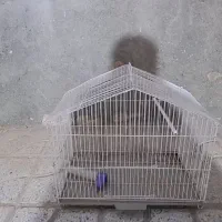 قفس پرنده|لوازم جانبی حیوانات|تربتحیدریه, شهرک ولیعصر|دیوار