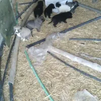 این تولها به قیمت مناسب به فروش می‌رسد