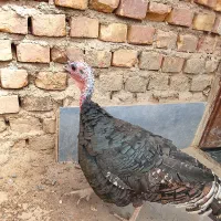 بوقلمون