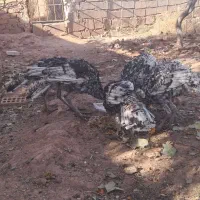 بوقلمون گوشتی|حیوانات مزرعه|پائین جام, |دیوار