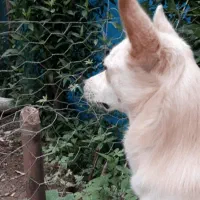 گمشده سال 1401 شب چهارشنبه سوری|سگ|اهواز, کیانشهر|دیوار