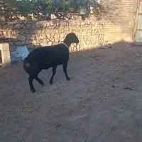 بره قوچ همو و هترو بی نظیر