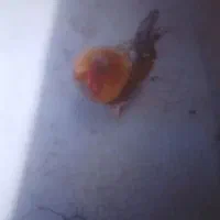 مرغ وخروس