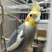 پرنده عروس هلندی