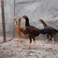 لاری خروس و مرغ و جوجه اوشامو