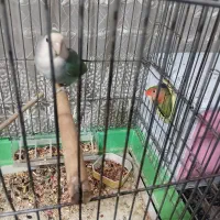 طوطی برزیلی مولد|پرنده|کرج, فاز ۳ گوهردشت|دیوار