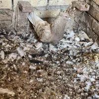 نر قهوه ای دم سفید کاکل پاپر برچ باز