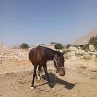 اسب نر نجیب ورام|اسب و تجهیزات اسبسواری|بیضا, |دیوار