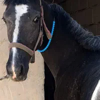 کره اسب شجره داره|اسب و تجهیزات اسبسواری|کرمانشاه, |دیوار