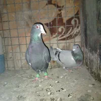 پلنگ سیاه تاختی.|پرنده|بهشهر, |دیوار