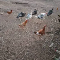 فروش بوقلمون محلی