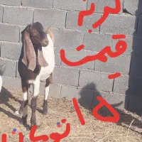 بزغاله‌تخمی‌گلابی‌وپاکستانی|حیوانات مزرعه|مشهد, کلاکوب|دیوار