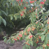 باغ میوه 500متری|فروش دفتر صنعتی، کشاورزی، تجاری|تیران, |دیوار