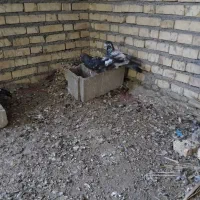 کفترپرشی رنگی|پرنده|حمیدیه, |دیوار