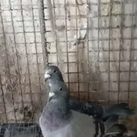 ۴جفت پلاکی عتیقه|پرنده|رفسنجان, |دیوار