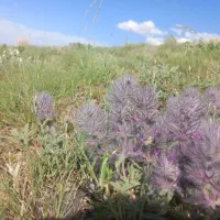 چای کوهی|خوردنی و آشامیدنی|قلقل رود, |دیوار