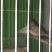 فنچ|پرنده|مشهد, انقلاب|دیوار