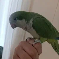 راهب سخنگو فول دستی|پرنده|بندرعباس, |دیوار