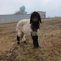 بره‌.میش.بز.بیگ|حیوانات مزرعه|دزفول, |دیوار